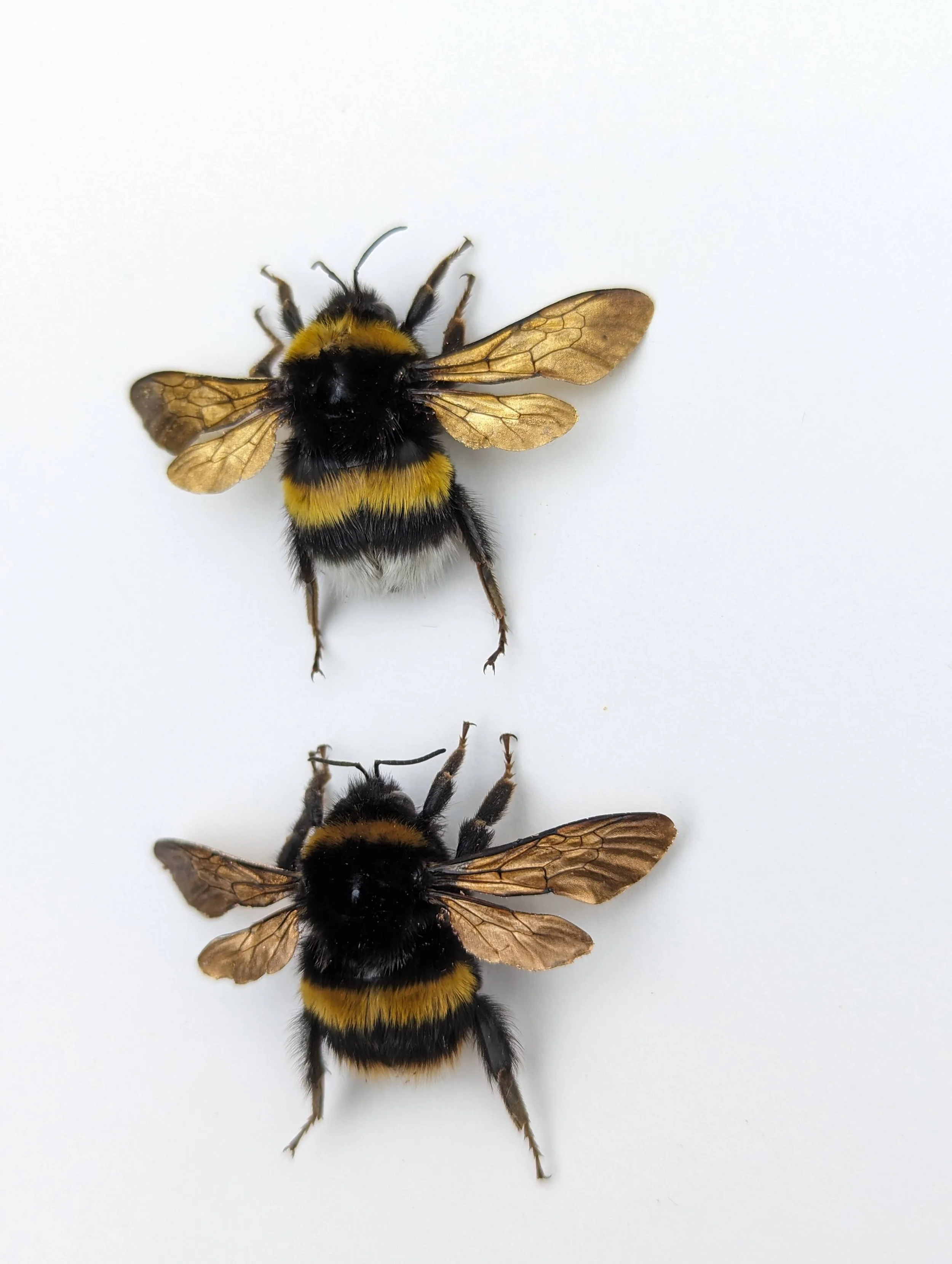 24ct Gold & 22ct Rose Gold - XL Gilded QUEEN Bumblebees — Selina